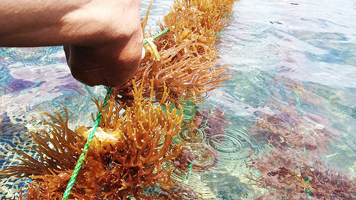 Trồng rong sụn tại Quảng Ninh với kết quả tốt.