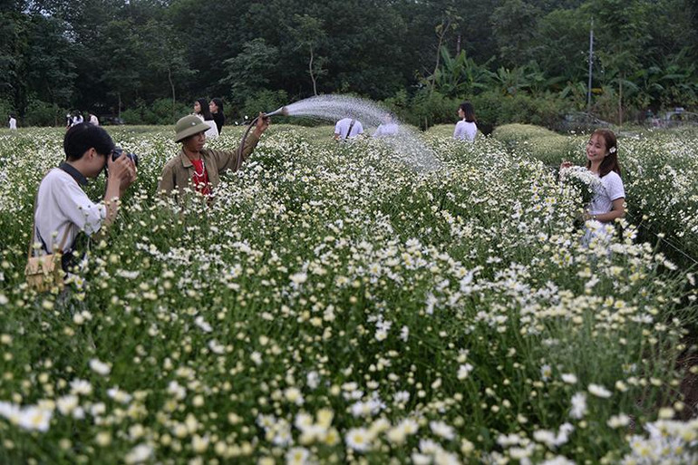 Các vườn hoa theo mùa ở Hà Nội là một sản phẩm du lịch thu hút du khách trong nước. (Ảnh HƯƠNG ANH)