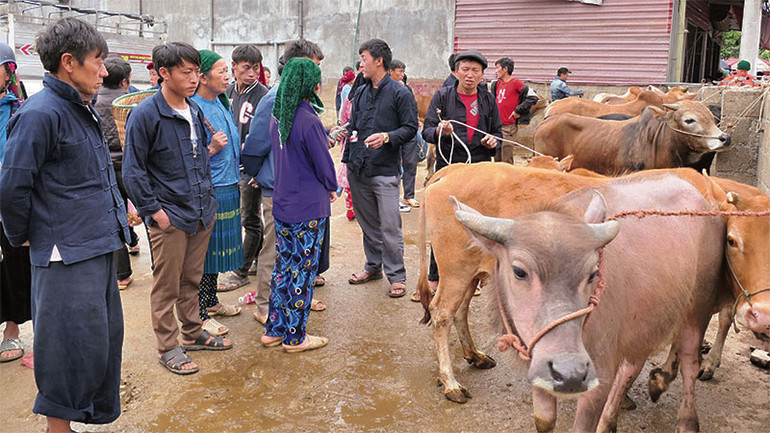 Bình quân mỗi phiên chợ, có từ 100 đến 200 con bò được người dân đem đến để trao đổi, mua bán.