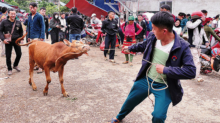 Anh Lầu Mí Chứ ở xã Lũng Pù, huyện Mèo Vạc mua được con bò vàng địa phương với giá hơn 10 triệu đồng.