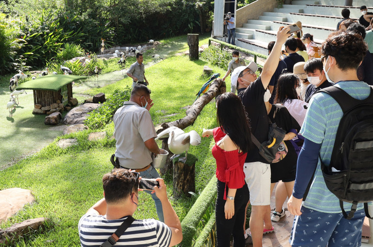 Du khách Hàn Quốc tham quan Vinpearl Safari Phú Quốc. (Ảnh: VIẾT CHUNG)