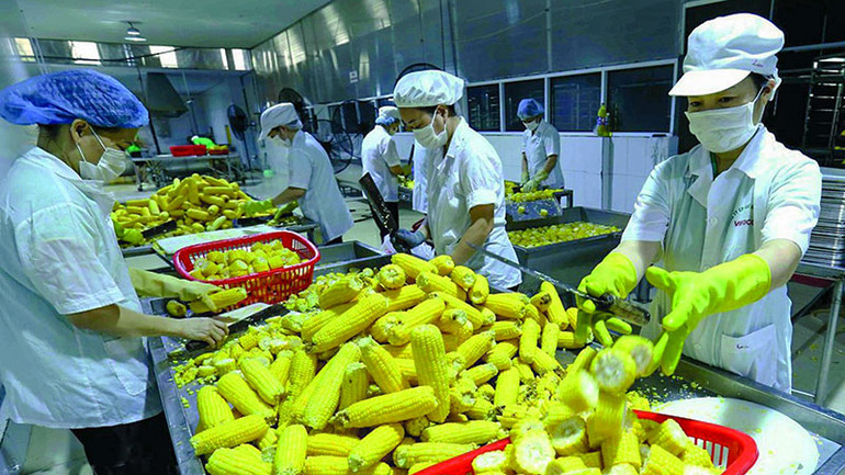 Dây chuyền chế biến ngô ngọt xuất khẩu tại nhà máy của Công ty Vifoco, tỉnh Bắc Giang. (Ảnh: VŨ SINH) Dây chuyền chế biến ngô ngọt xuất khẩu tại nhà máy của Công ty Vifoco, tỉnh Bắc Giang. (Ảnh: VŨ SINH)