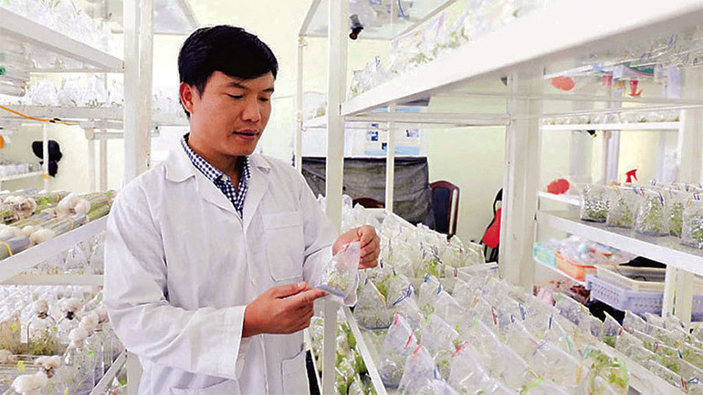Phòng cấy mô sản xuất cây giống phục vụ phát triển nông nghiệp tại Lâm Đồng. Phòng cấy mô sản xuất cây giống phục vụ phát triển nông nghiệp tại Lâm Đồng.