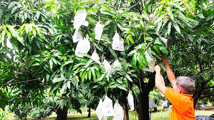 Xoài là một trong những sản phẩm OCOP được ưa chuộng của các tỉnh Đông Nam Bộ.