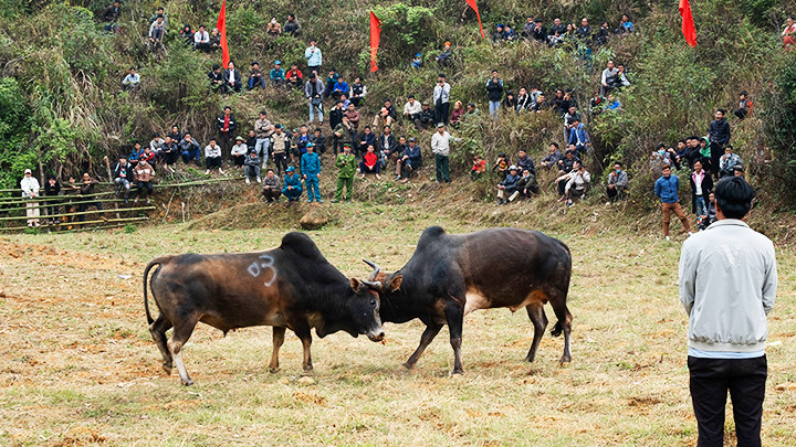 Chọi bò là phần thi thu hút đông đảo người dân đến xem.