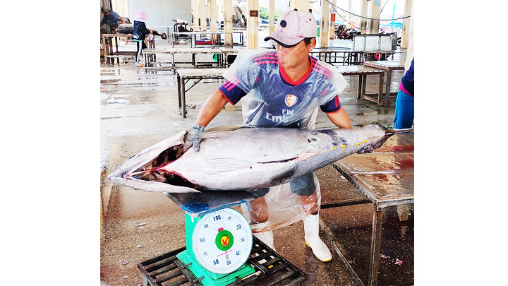 Thu mua cá ngừ tại cảng.