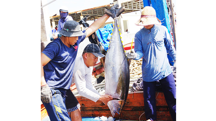 Sản phẩm của tàu câu cá ngừ đại dương.