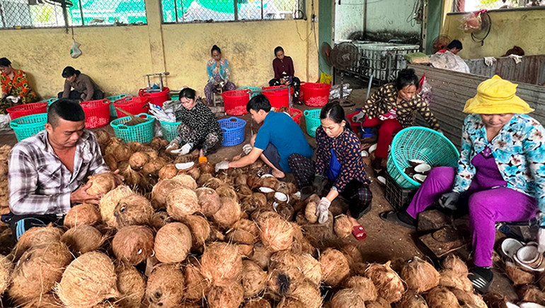 Hợp tác xã nông nghiệp Thới Thạnh, huyện Thạnh Phú, tỉnh Bến Tre thu gom nông sản của thành viên.