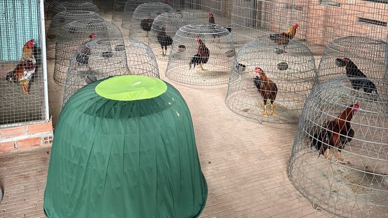 Gà được nuôi nhốt để đá tại tụ điểm do Nguyễn Phước Hưng tổ chức. Gà được nuôi nhốt để đá tại tụ điểm do Nguyễn Phước Hưng tổ chức.