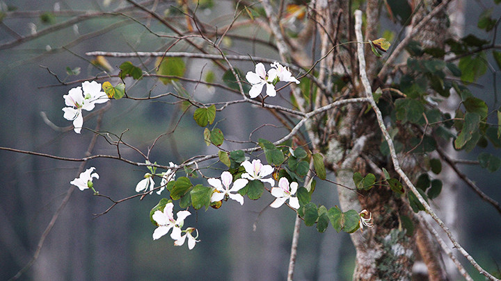 Duyên dáng hoa ban trắng trên cao nguyên. Duyên dáng hoa ban trắng trên cao nguyên.