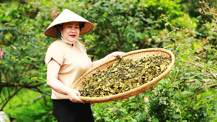 Chè sấy - hướng đi mới cho chè Truồi. Chè sấy - hướng đi mới cho chè Truồi.