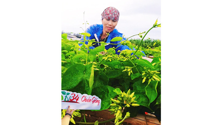 Thiên lý của trang trại Nụ - Thơ được bón phân từ đỗ tương và không dùng thuốc trừ sâu.