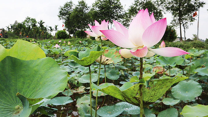 Hoa sen ở làng Kim Liên quê Bác nở rộ mỗi dịp sinh nhật Người. Hoa sen ở làng Kim Liên quê Bác nở rộ mỗi dịp sinh nhật Người.