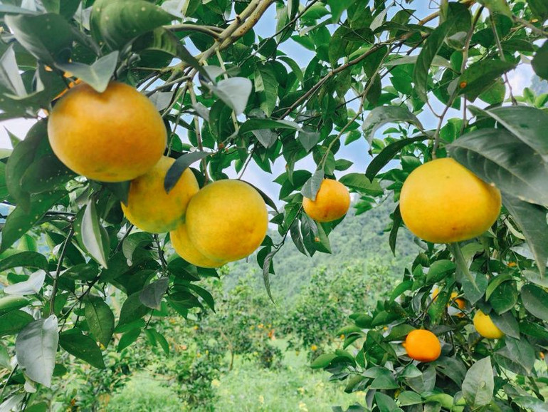 Vietnam Airlines mang đặc sản cam Xã Đoài lên máy bay ảnh 3