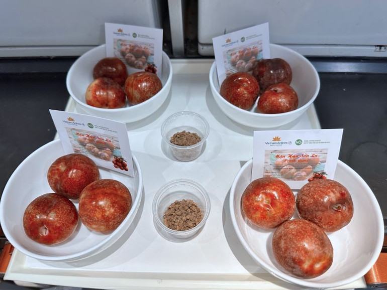 Việc đưa mận hậu Sơn La vào “thực đơn trên không” không chỉ là cầu nối văn hóa ẩm thực, mà còn là cách Hãng hàng không Quốc gia Việt Nam đồng hành, hỗ trợ người nông dân, giúp nâng tầm đặc sản vùng miền ra thị trường.