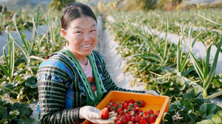 Đưa đặc sản dâu tây Sơn La lên các chuyến bay của Vietnam Airlines ảnh 3