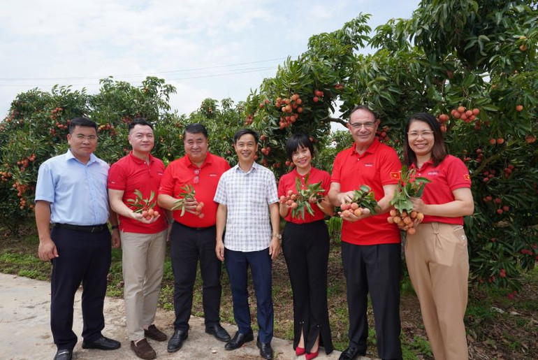 Đại diện Central Retail trực tiếp đi thăm vườn vải ở Lục Ngạn để tuyển chọn vải tốt nhất phục vụ người tiêu dùng. Đại diện Central Retail trực tiếp đi thăm vườn vải ở Lục Ngạn để tuyển chọn vải tốt nhất phục vụ người tiêu dùng.