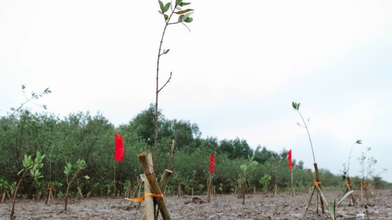 Airbus tài trợ 1.500 cây ngập mặn, trồng trên 1ha rừng tại Khu bảo tồn đất ngập nước Thái Thụy (TWPA) thuộc tỉnh Thái Bình. Airbus tài trợ 1.500 cây ngập mặn, trồng trên 1ha rừng tại Khu bảo tồn đất ngập nước Thái Thụy (TWPA) thuộc tỉnh Thái Bình.