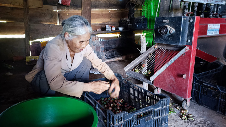 Công đoạn bóc tách vỏ hạt mắc-ca còn lạc hậu.