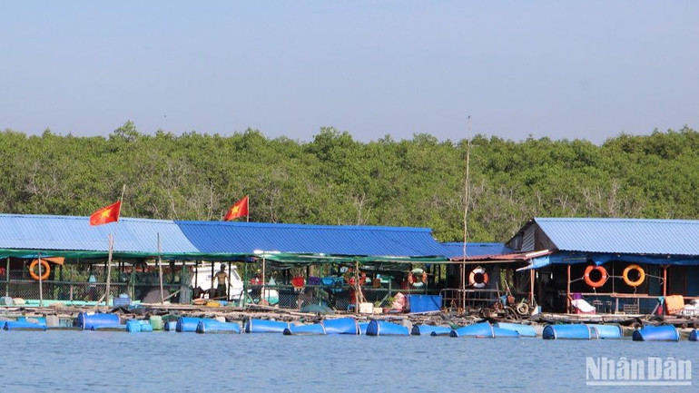 Nông dân huyện Cần Giờ nuôi thủy hải sản trên các lồng bè. Nông dân huyện Cần Giờ nuôi thủy hải sản trên các lồng bè.