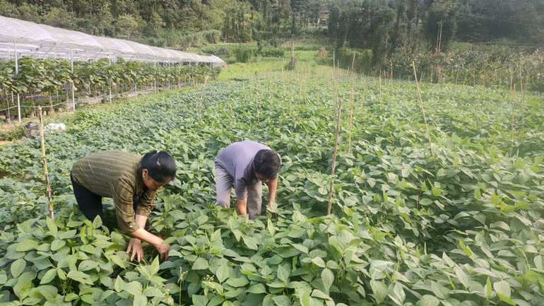 Người dân thôn Lũng Cẩm, xã Sủng Là, huyện Đồng Văn trồng các loại rau đậu cung cấp cho các nhà hàng, khách sạn trên địa bàn huyện. Người dân thôn Lũng Cẩm, xã Sủng Là, huyện Đồng Văn trồng các loại rau đậu cung cấp cho các nhà hàng, khách sạn trên địa bàn huyện.