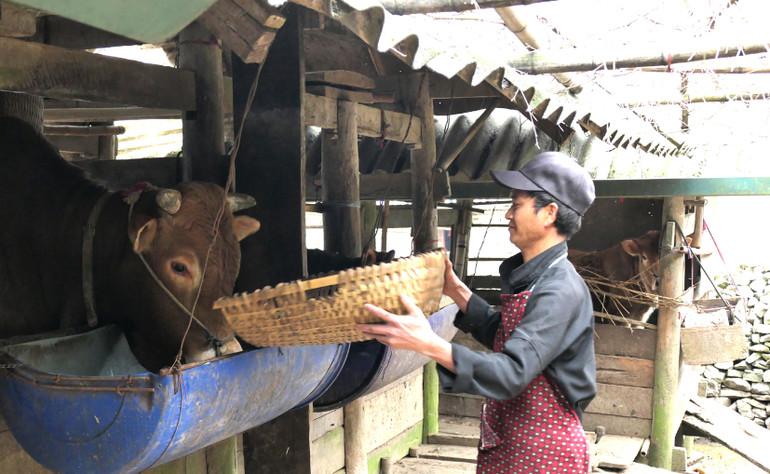 Được vay 60 triệu đồng, gia đình ông Hờ Sính Vàng, thôn Há Ía, xã Cán Chu Phìn, huyện Mèo Vạc đầu tư nuôi bò vỗ béo, cho thu nhập cao.