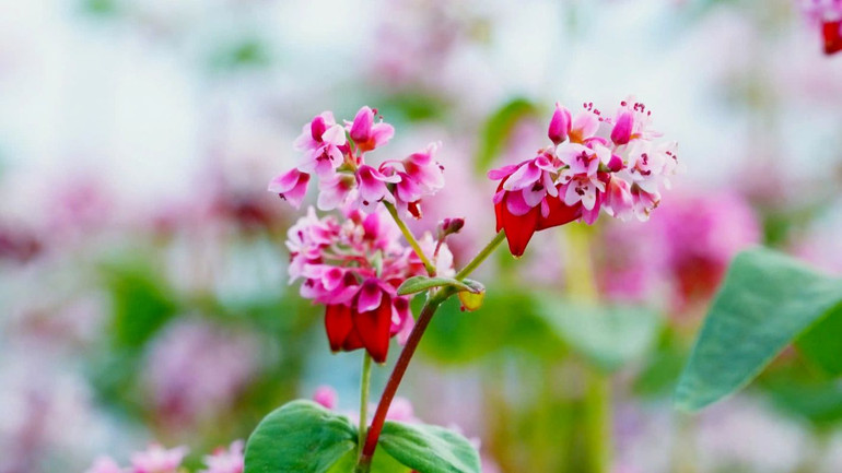 Hoa tam giác mạch nở đẹp nhất vào dịp cuối thu, đầu đông. Hoa tam giác mạch nở đẹp nhất vào dịp cuối thu, đầu đông.