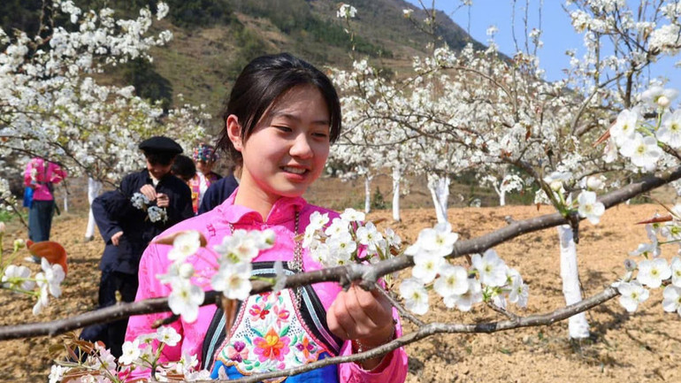 Mùa Xuân, hoa đào, hoa lê nở rộ trên Cao nguyên đá Đồng Văn thu hút khách du lịch.