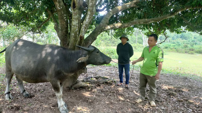 Anh Vi Văn Minh, thôn Ngọc Hà, xã Ngọc Linh, huyện Vị Xuyên, được hỗ trợ trâu sinh sản từ Chương trình mục tiêu quốc gia, mở cơ hội thoát nghèo bền vững. Anh Vi Văn Minh, thôn Ngọc Hà, xã Ngọc Linh, huyện Vị Xuyên, được hỗ trợ trâu sinh sản từ Chương trình mục tiêu quốc gia, mở cơ hội thoát nghèo bền vững.