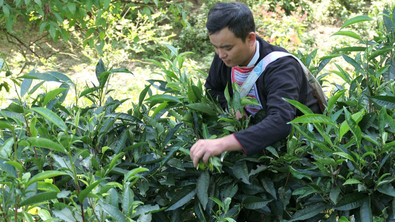 Ông Lý Chòi Vạn, Trưởng thôn, người có uy tín thôn Phìn Hồ, xã Thông Nguyên, huyện Hoàng Su Phì tiên phong trong phát triển kinh tế gia đình.