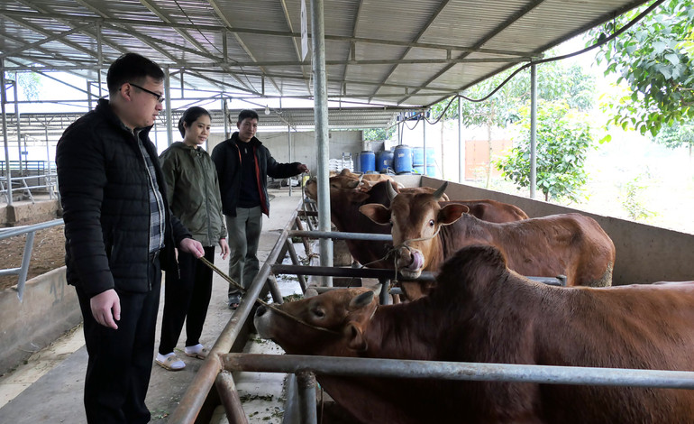 Phát triển chăn nuôi bò vàng phục vụ chế biến thực phẩm từ thịt bò tại Hợp tác xã Cát Lý, xã Thuận Hòa, huyện Vị Xuyên. Phát triển chăn nuôi bò vàng phục vụ chế biến thực phẩm từ thịt bò tại Hợp tác xã Cát Lý, xã Thuận Hòa, huyện Vị Xuyên.