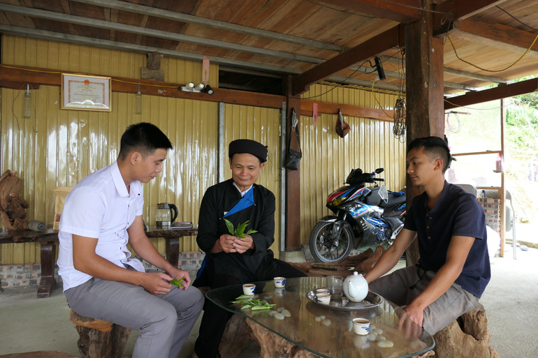 Ông Đặng Văn Háu, Trưởng thôn, người có uy tín thôn Xà Phìn, xã Phương Tiến, huyện Vị Xuyên hướng dẫn người dân hái chè Shan tuyết.