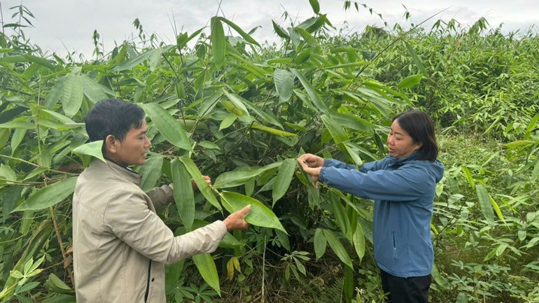 Người dân xã Ngọc Linh, huyện Vị Xuyên, trồng cây lá Giang cho thu nhập cao. Người dân xã Ngọc Linh, huyện Vị Xuyên, trồng cây lá Giang cho thu nhập cao.