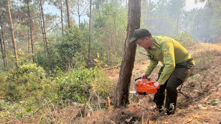 Lực lượng chức năng cắt nhiều cây to nhằm tạo đường băng cản lửa, ngăn đám cháy lan lên rừng thông.