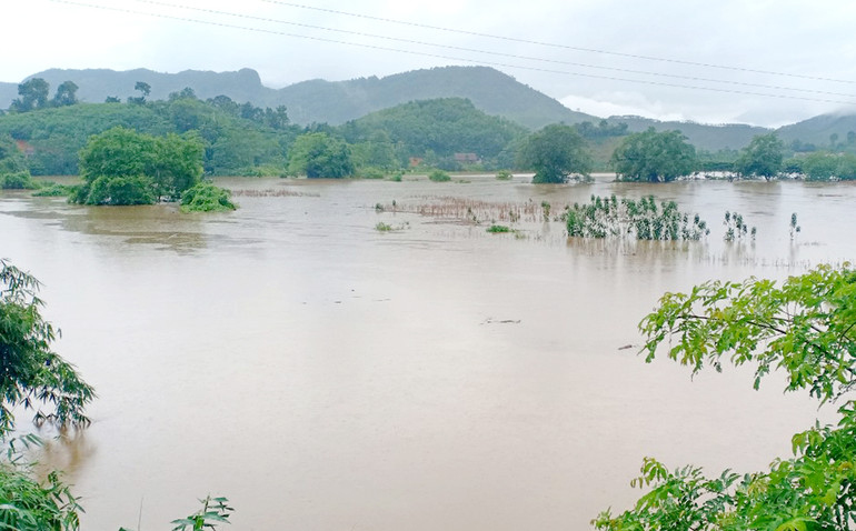 Nhiều diện tích hoa màu bị ngập úng.