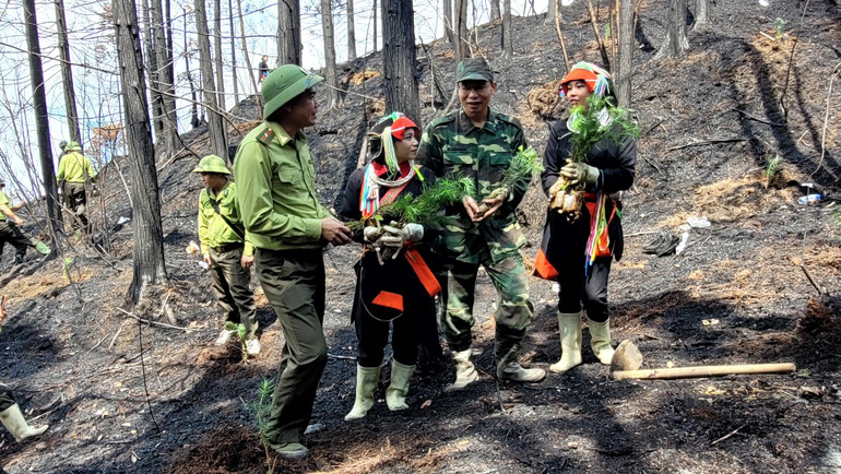 Cán bộ kiểm lâm hướng dẫn người dân trồng cây sa mộc trên đỉnh Tây Côn Lĩnh.
