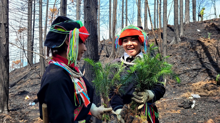 Qua hoạt động trồng rừng, đồng bào dân tộc Dao, xã Phương Tiến, huyện Vị Xuyên hiểu rõ giá trị của rừng, từ đó nâng cao ý thức gìn giữ và bảo vệ rừng.