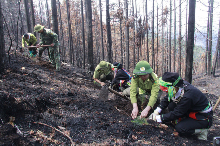 Cán bộ kiểm lâm và người dân xã Phương Tiến tham gia trồng rừng trên diện tích rừng bị cháy cách đây gần một tháng.
