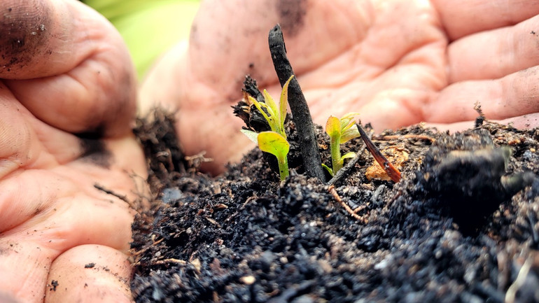 Những mầm xanh sẽ vươn lên từ tàn tro, những cánh rừng đang được hồi sinh.