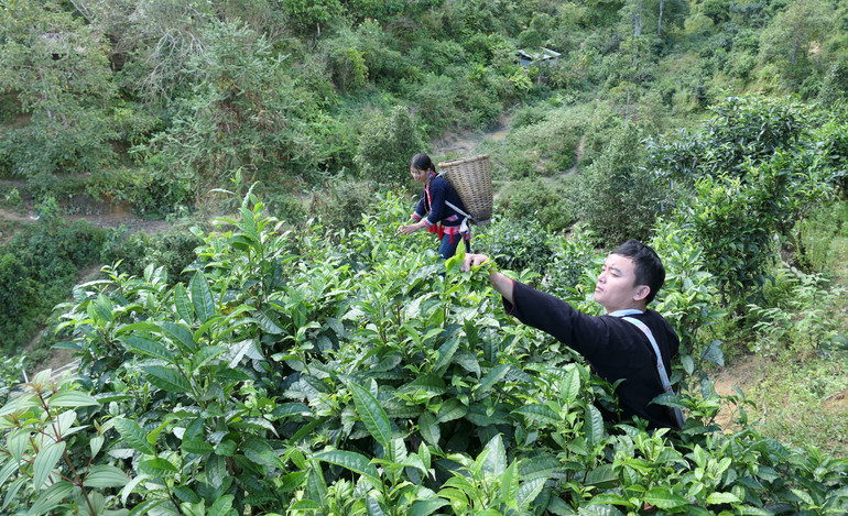 Hà Giang là tỉnh có diện tích chè Shan tuyết lớn nhất cả nước với gần 20 nghìn héc-ta.