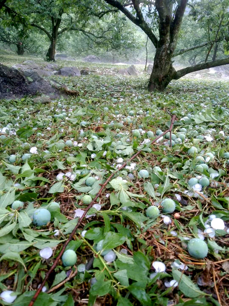 Nhiều diện tích hoa màu, cây ăn quả bị ảnh hưởng do mưa đá.