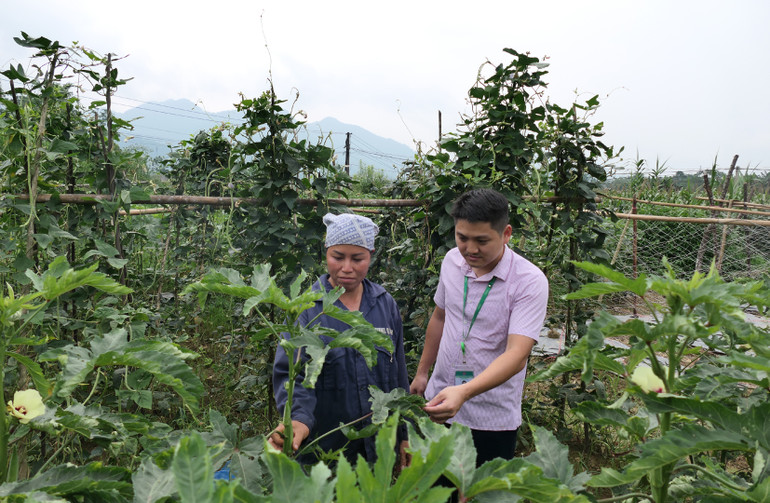 Nhờ vay vốn cải tạo vườn tạp, gia đình chị Vương Thị Kình, thôn Làng Vàng 2, thị trấn Vị Xuyên, huyện Vị Xuyên có nguồn thu ổn định.
