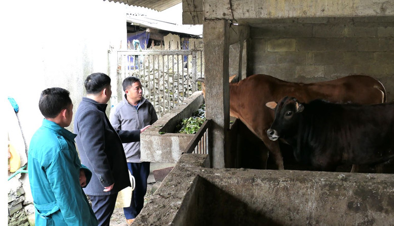 Lãnh đạo Ngân hàng Chính sách Xã hội huyện Mèo Vạc, tỉnh Hà Giang kiểm tra việc sử dụng vốn vay phát triển chăn nuôi tại xã Cán Chu Phìn.