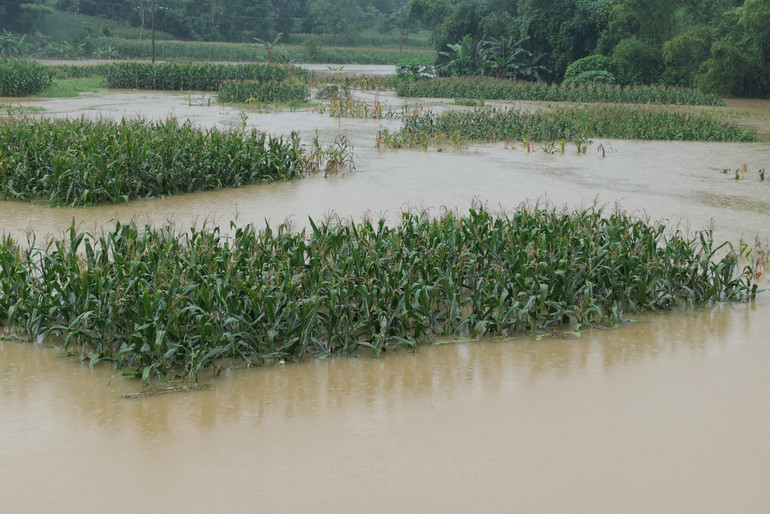 Hàng chục héc-ta hoa màu của người dân các xã Phương Tiến, Phương Độ, thành phố Hà Giang bị ngập nước, ảnh hưởng đến năng suất.