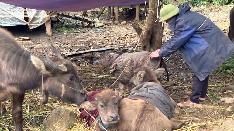 Nhiệt độ xuống thấp người dân tận dụng những áo cũ để khoác cho gia súc đỡ rét.