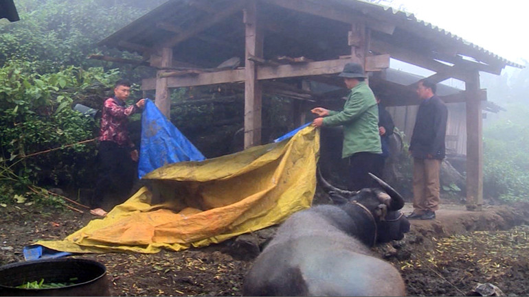 Được tuyên truyền hướng dẫn, người dân xã Sà Dề Pìn chủ động dùng bạt quây chuồng chống rét cho gia súc.