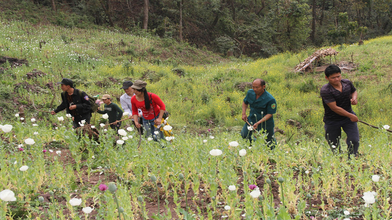 Tái trồng cây thuốc phiện đã từng là vấn nạn ở Tà Tổng.