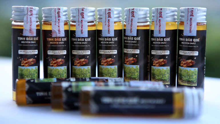 Sản phẩm tinh dầu quế nguyên chất của Mường Tè dùng để xuất khẩu.