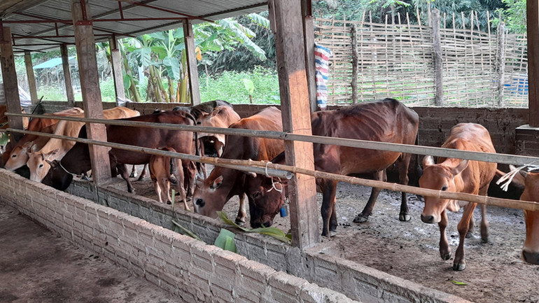 Tại Nậm Pì xuất hiện nhiều mô hình chăn nuôi đại gia súc tập trung đem lại hiệu quả kinh tế cao.