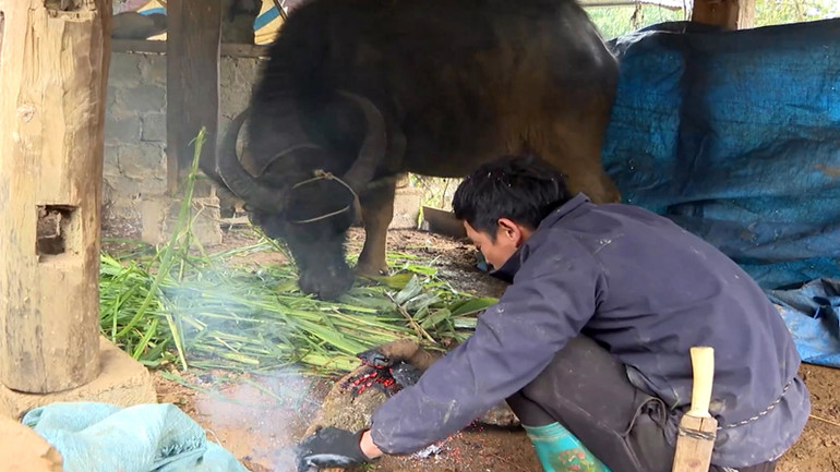 Nhiều hộ dân còn đốt lửa để sưởi ấm cho gia súc.